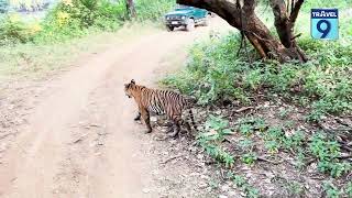 Ranthambore TRAVEL SECRETS Revealed by Rohit Pareek  Travel टॉकीज  Podcast ranthambore [upl. by Acker549]