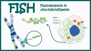 Fluorescence In Situ Hybridization FISH  Application of FISH  Clinical relevance of FISH [upl. by Orose518]