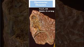 Ca 14 Millionen Jahre alte Lebewelt im Sinter erhalten [upl. by Nycila]