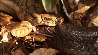 Giant Snake Eater eating king cobra Cannibalism in King Cobras [upl. by Moises]