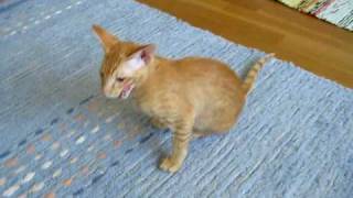 Oriental shorthair cat talking [upl. by Dennet]