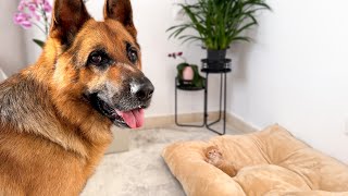 What Does My German Shepherd do when a Tiny Kitten Occupying his Bed [upl. by Bautram620]