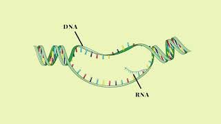 Trascrizione del DNA  Pillole di Scienza [upl. by Hardi]