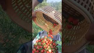 shorts youtubeshorts strawberry farming [upl. by Aaron]