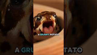 This Frog SINGS Like a BEAST You Wont Believe It viralshort shortsvideo shortsviral [upl. by Areip]