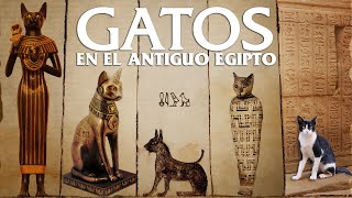 📢😻SONIDO EGIPCIO PARA GATOS TIK TOK🐫🐫  SONIDO ANTIGUO EGIPTO🐈 [upl. by Care]