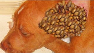 The most horrible parasites affecting animals and people [upl. by Hnah]