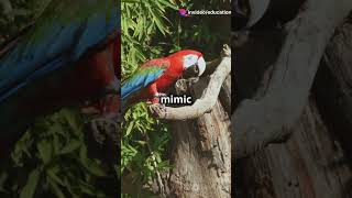 mindblown facts amazingfacts vabout feather Bird 🦜🐦trending hummingbird viralshorts shorts [upl. by Sheedy]