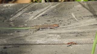 Podarcis virescens  Lagartija verdosa  Geniezs wall lizard [upl. by Wieche]