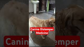 canine distemper medicine [upl. by Reisinger90]