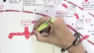 Immunology Map IV  Innate Immune response II [upl. by Elatia]