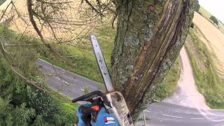 Dismantling Douglas Fir [upl. by Wilber]