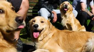 AampT Trained Dog Socialisation at Williamson Park [upl. by Etteiluj]