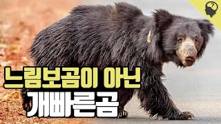 인도와 스리랑카에서 가장 위험한 느림보곰 [upl. by Eichman57]