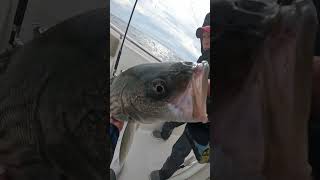 Striped Bass Catch And Release Fall Fishing [upl. by Ayhtnic]