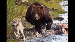 ► Documentary National Geographic  Grizzly Bear Vs Wolf  HD [upl. by Nerine]