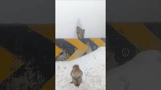 The poor Monkeys in Snow falling [upl. by Calv721]