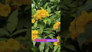 शाँति मिलेगी देखें और सुनें 😍सकारात्मक ऊर्जा मिलेगी subscribe share 👌plants lover viral short❤️ [upl. by Nossila]