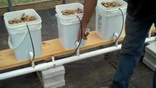 Dutch Bucket Aquaponics [upl. by Gregorio]