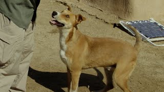 Watch two rescued dogs reactions to their new yards [upl. by Felise806]