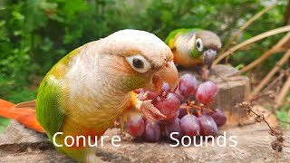 Conure Sounds  conure bird eats the grapes it looks happy conure birdsounds parrotsound [upl. by Colbye]