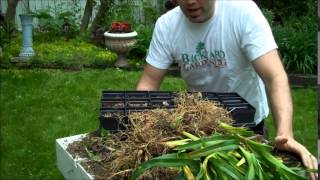 How to Divide Daylilies and Other Perennials [upl. by Nairbal506]