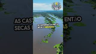 A Colheita da CastanhadoPará Um Tesouro da Amazônia [upl. by Einiffit]