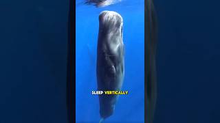 Ever wondered Why Sperm whales sleep Vertically [upl. by Ettener342]