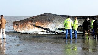 The BIGGEST SNAKE Ever  TITANOBOA [upl. by Almond]