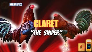 CLARET GAMEFOWL BLOODLINE Fighting Style and History [upl. by Gally371]