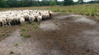 Schapen drijven met border collie [upl. by Boote]