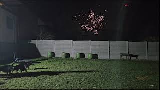 Fireworks vs workline german shepherd dogs [upl. by Genia]