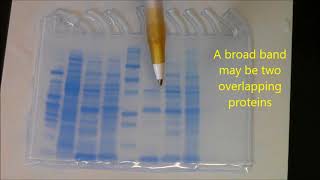 Beta lactamase purification Analysis with SDS PAGE [upl. by Rowena]