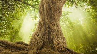 Peaceful music Relaxing music Insturmental music quotForest Lightquot by Tim Janis [upl. by Annoet]