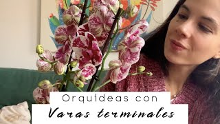 Orquídea con vara terminal ¿tiene tu orquídea una vara central o con hojas [upl. by Slein61]