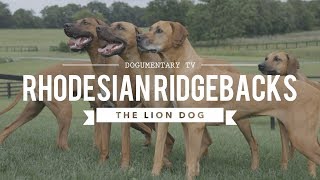 ALL ABOUT RHODESIAN RIDGEBACKS THE AFRICAN LION HUNTING DOG [upl. by Yttiy428]