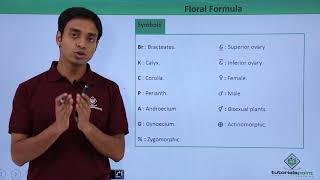 Class 11th – Floral Formula – Introduction  Morphology of Flowering Plants  Tutorials Point [upl. by Nabala5]