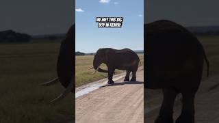 MASSIVE Elephant CROSSING the street shorts kenya africa travel safari animals [upl. by Oswell]