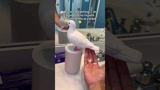 The most creative soap dispenser 🧼🕊️ soapdispenser pigeon pigeondispenser pigeonlovers viral [upl. by Leroy]