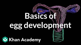 Basics of egg development  Reproductive system physiology  NCLEXRN  Khan Academy [upl. by Arda]