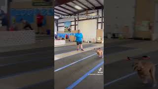 whippet flyball fast zoom [upl. by Etteb]