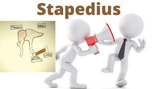 Stapedius muscle II 2 minutes II stapedial reflex II [upl. by Gem]