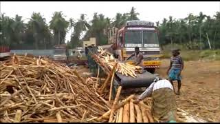 Debarking Technologies for Pulpwood Trees 2 [upl. by Hearn955]