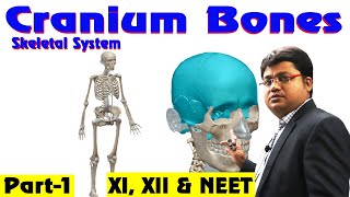 Skull cranium  Overview of the bones of the skull 3D animation [upl. by Bohi]