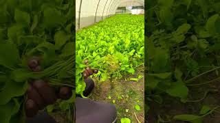 Spinach harvesting beautifully agriculture satisfying short [upl. by Assetnoc]