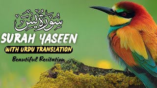 Surah Yasin Yaseen with Urdu Translation  Quran Tilawat Beautiful Voice  Hindi Tarjuma [upl. by Lund]