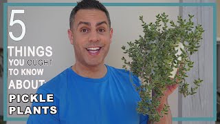 5 Things You Ought To Know About Your Pickle Plant Delosperma Echinatum Care Repot  More [upl. by Souza385]