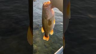 6 Pound HAWG bassfishing bigfish [upl. by Hoj168]