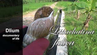 Giant African snail Lissachatina fulica  part 1 [upl. by Furnary435]