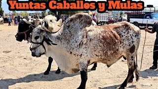 Las mejores yuntas de toros hoy domingo de tianguis ganadero en tlacolula oaxaca vacas mulas caballo [upl. by Asek]